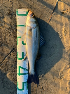 フッコ（マルスズキ）の釣果