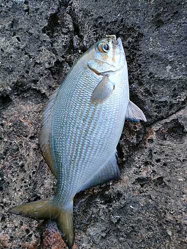 イスズミの釣果