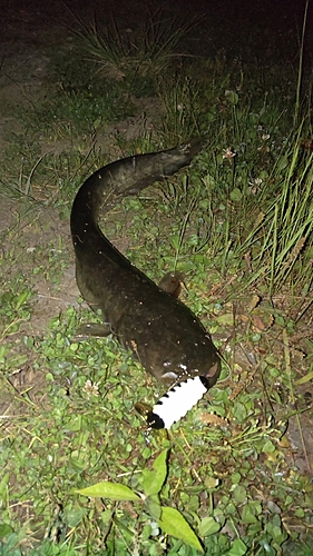 ナマズの釣果