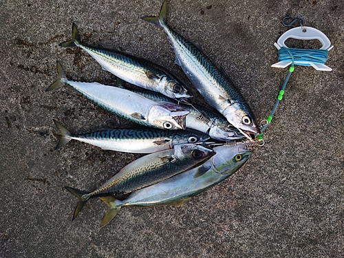 サバの釣果