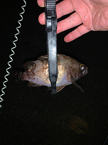 メバルの釣果