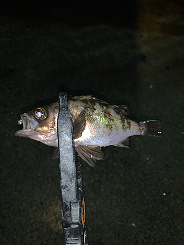 メバルの釣果