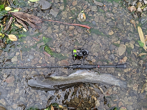 マナマズの釣果