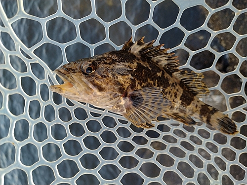 タケノコメバルの釣果