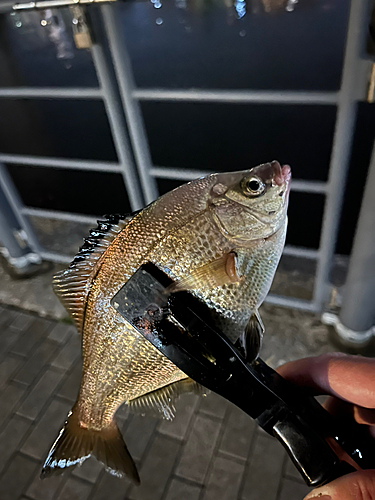 ウミタナゴの釣果