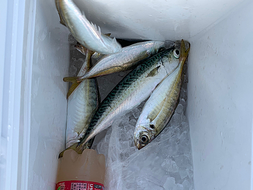 サバの釣果