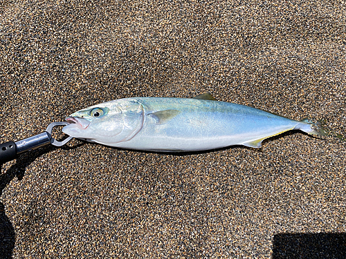 イナダの釣果