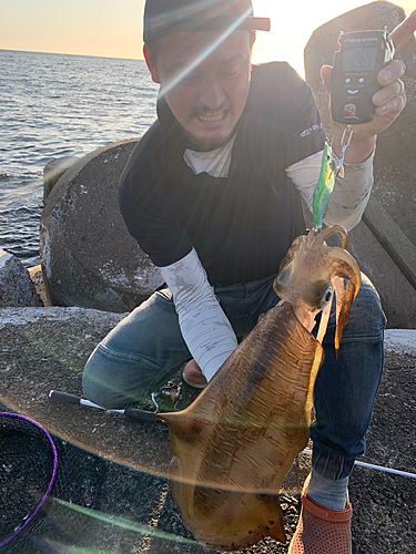 アオリイカの釣果