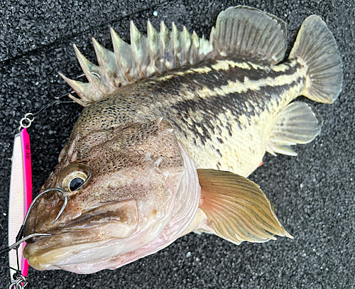 シマゾイの釣果