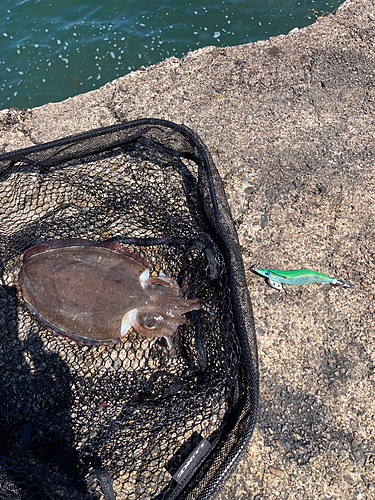 カミナリイカの釣果