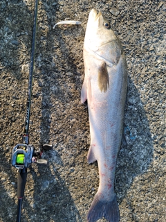 スズキの釣果