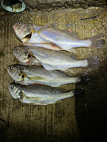 イシモチの釣果