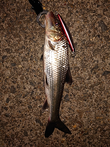 ニゴイの釣果