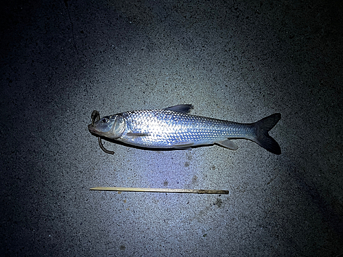 ニゴイの釣果