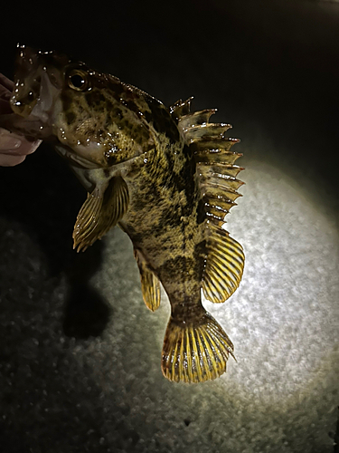 タケノコメバルの釣果