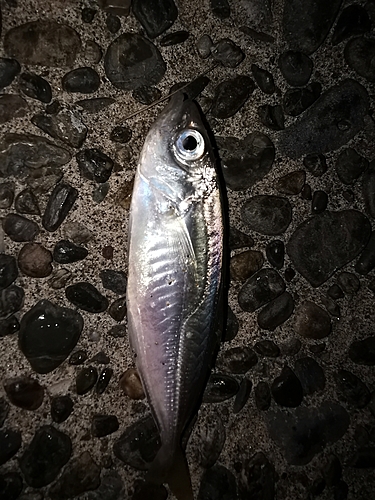 マアジの釣果