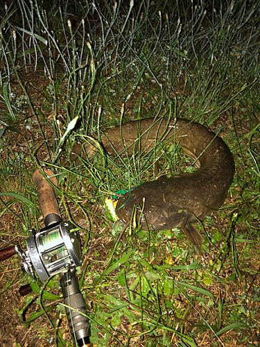 ナマズの釣果