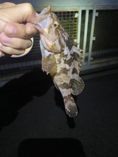 タケノコメバルの釣果