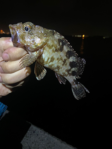 カサゴの釣果