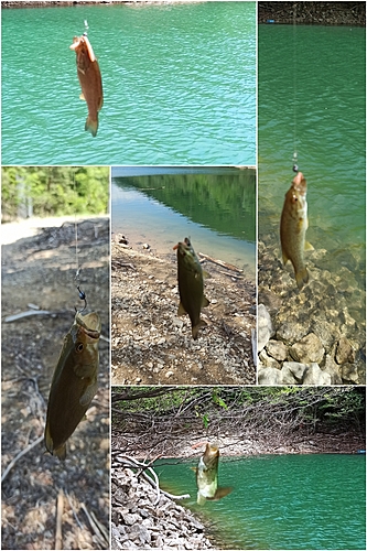 スモールマウスバスの釣果