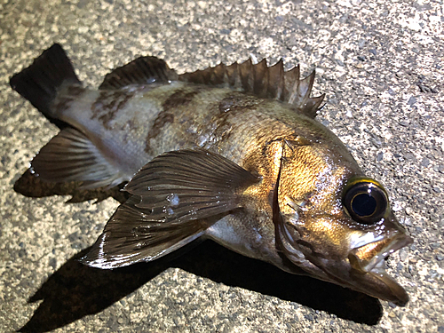 メバルの釣果