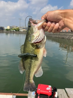 ブラックバスの釣果