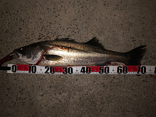 シーバスの釣果