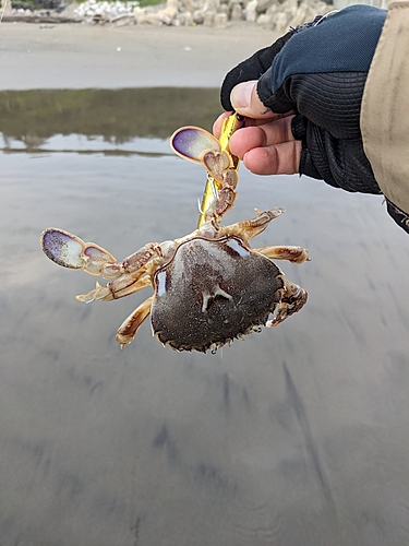 カニの釣果