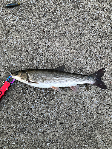 ウグイの釣果