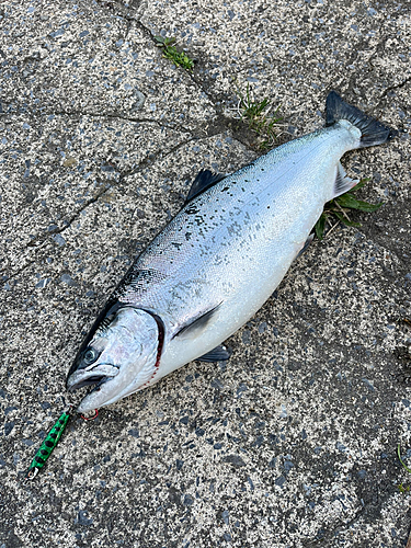 サクラマスの釣果