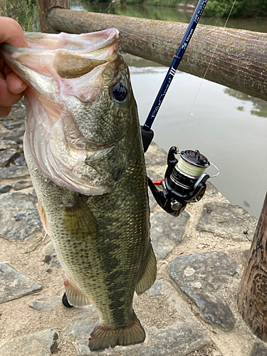 ブラックバスの釣果