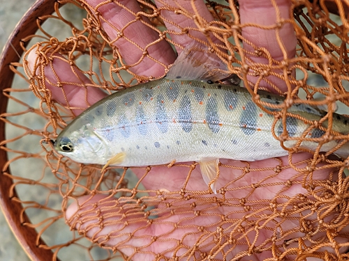 アマゴの釣果