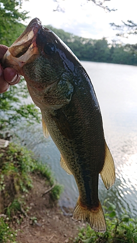 ブラックバスの釣果