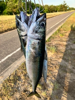 サバの釣果