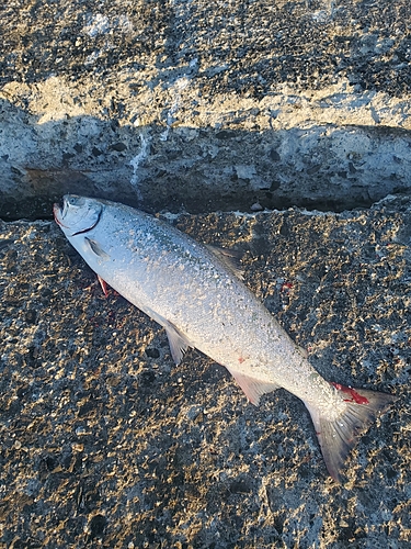 サクラマスの釣果