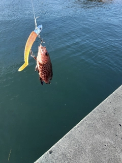 オオモンハタの釣果