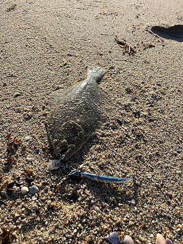 ソゲの釣果