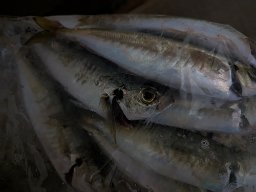 マルアジの釣果