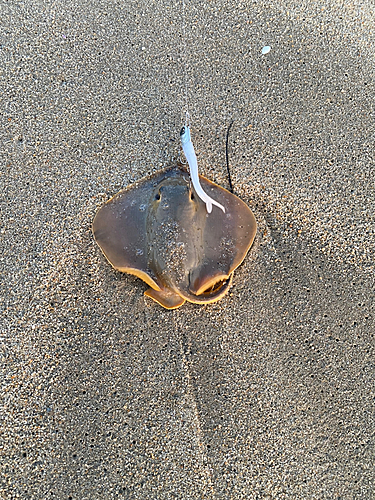 エイの釣果