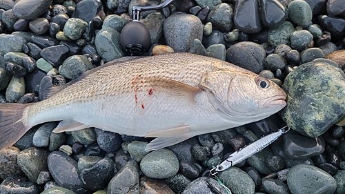 イシモチの釣果