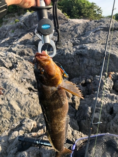 アイナメの釣果