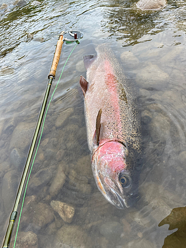 ニジマスの釣果