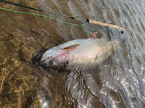 ニジマスの釣果