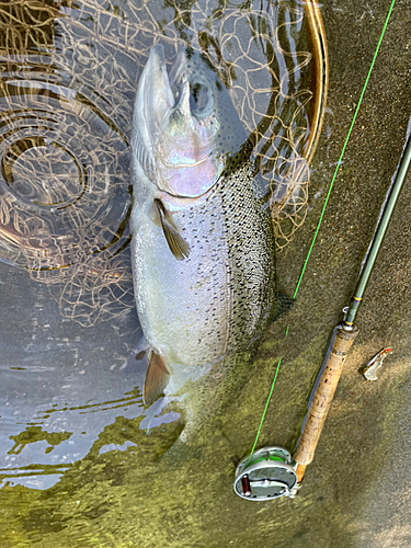 ニジマスの釣果