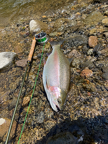 ニジマスの釣果