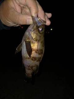 クロメバルの釣果