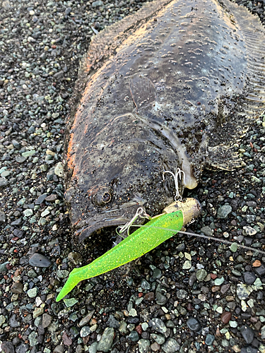 ヒラメの釣果