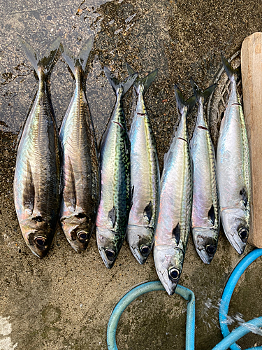 サバの釣果