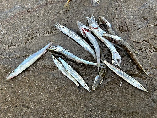 カマスの釣果