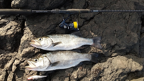 ヒラスズキの釣果